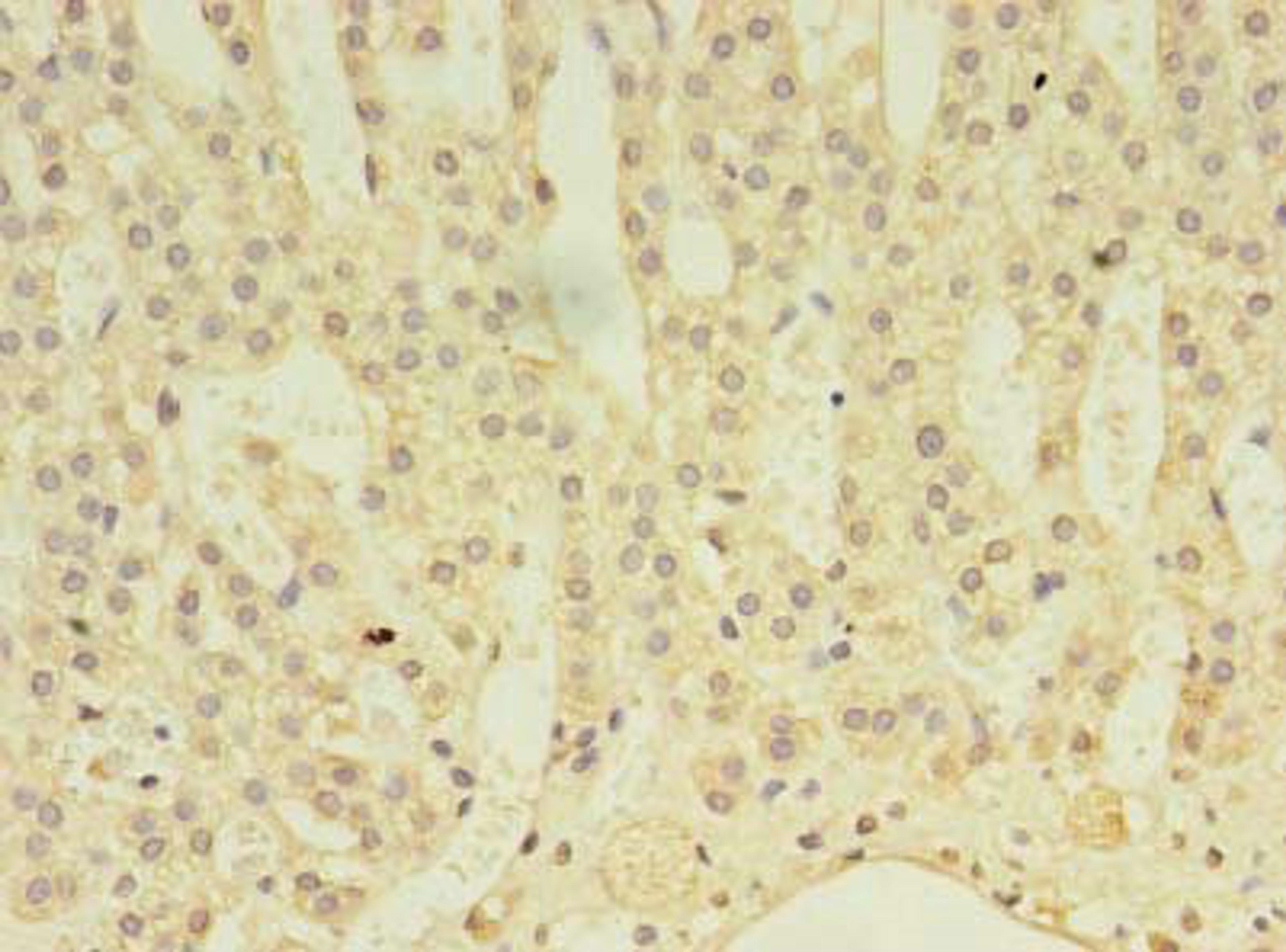 Immunohistochemistry of paraffin-embedded human adrenal gland tissue using CSB-PA001109LA01HU at dilution of 1:100