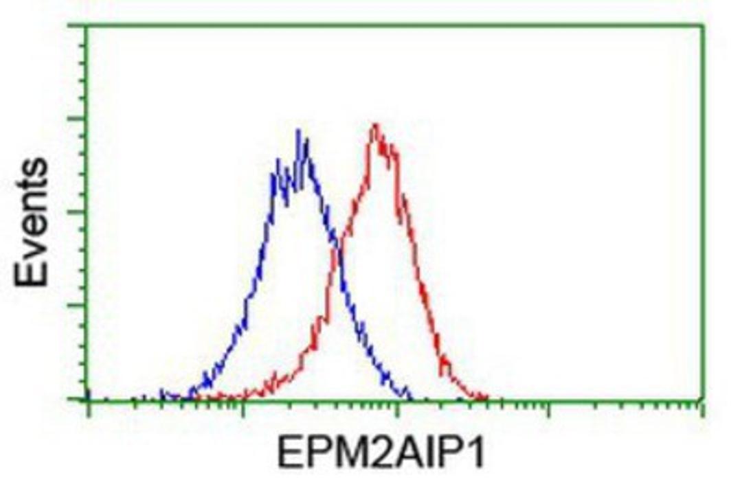 Flow Cytometry: EPM2AIP1 Antibody (2A2) [NBP2-03092] - Analysis of Hela cells, using anti-EPM2AIP1 antibody, (Red), compared to a nonspecific negative control antibody (Blue).