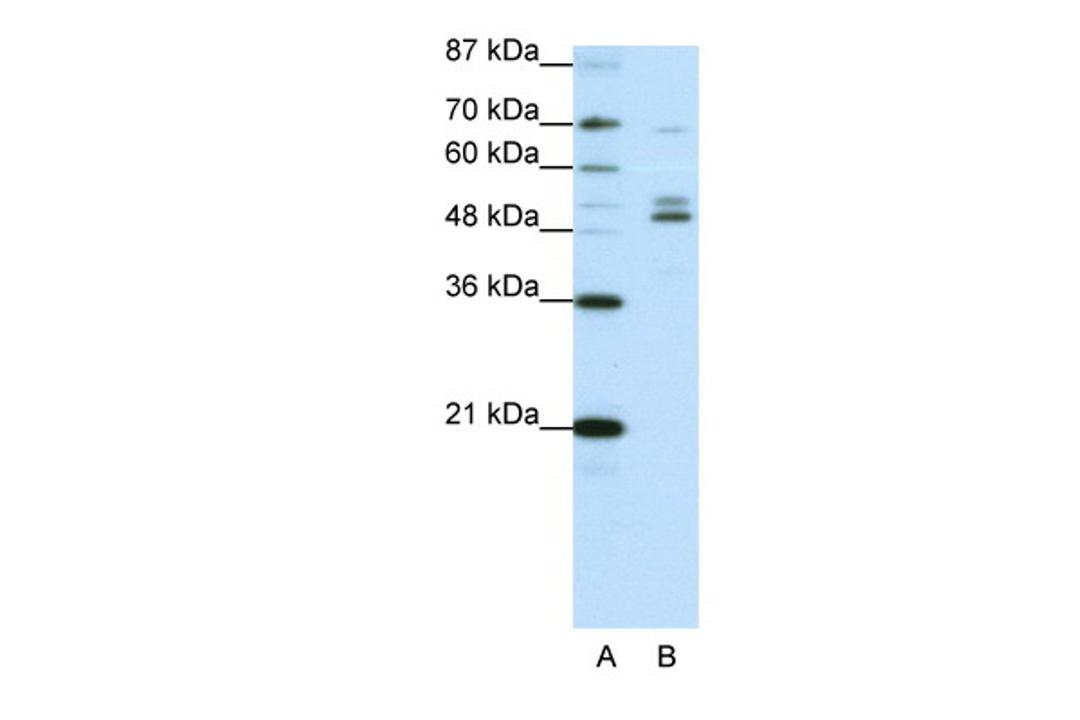 Antibody used in WB on Human HepG2 cells at 0.625 ug/ml.