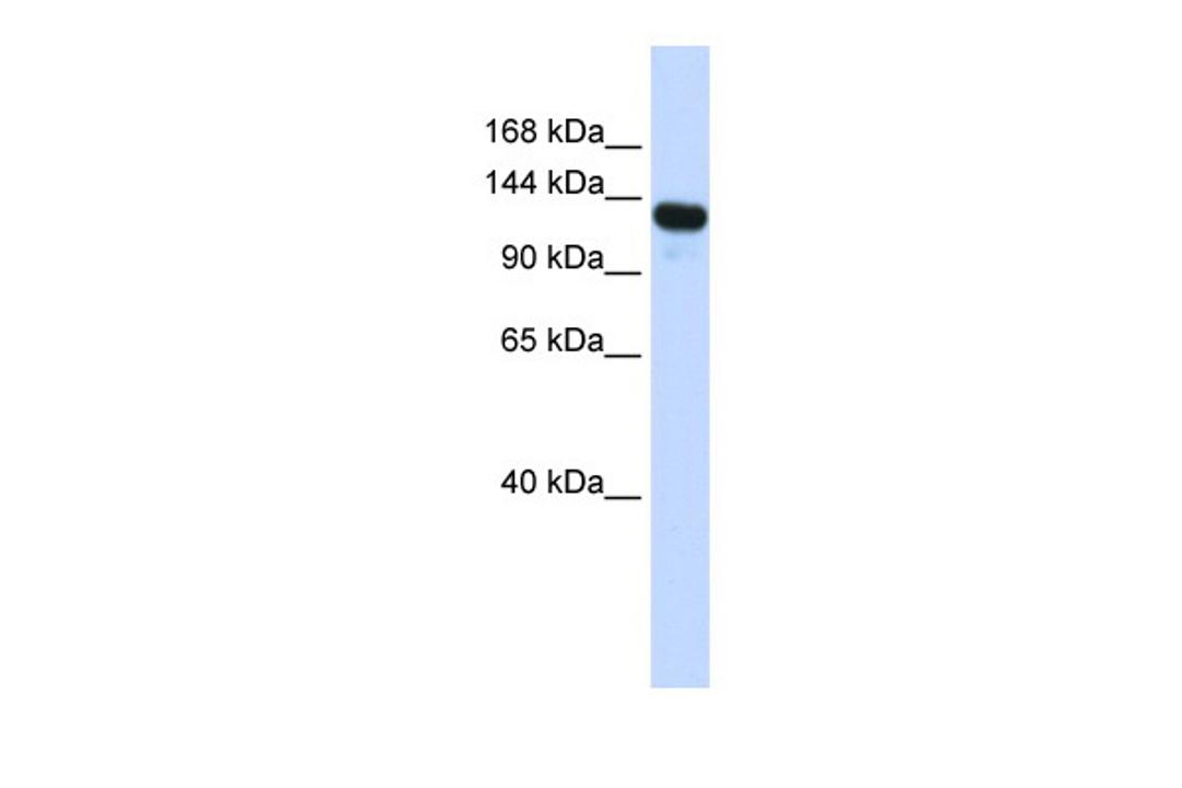 Antibody used in WB on Transfected 293T at 0.2-1 ug/ml.