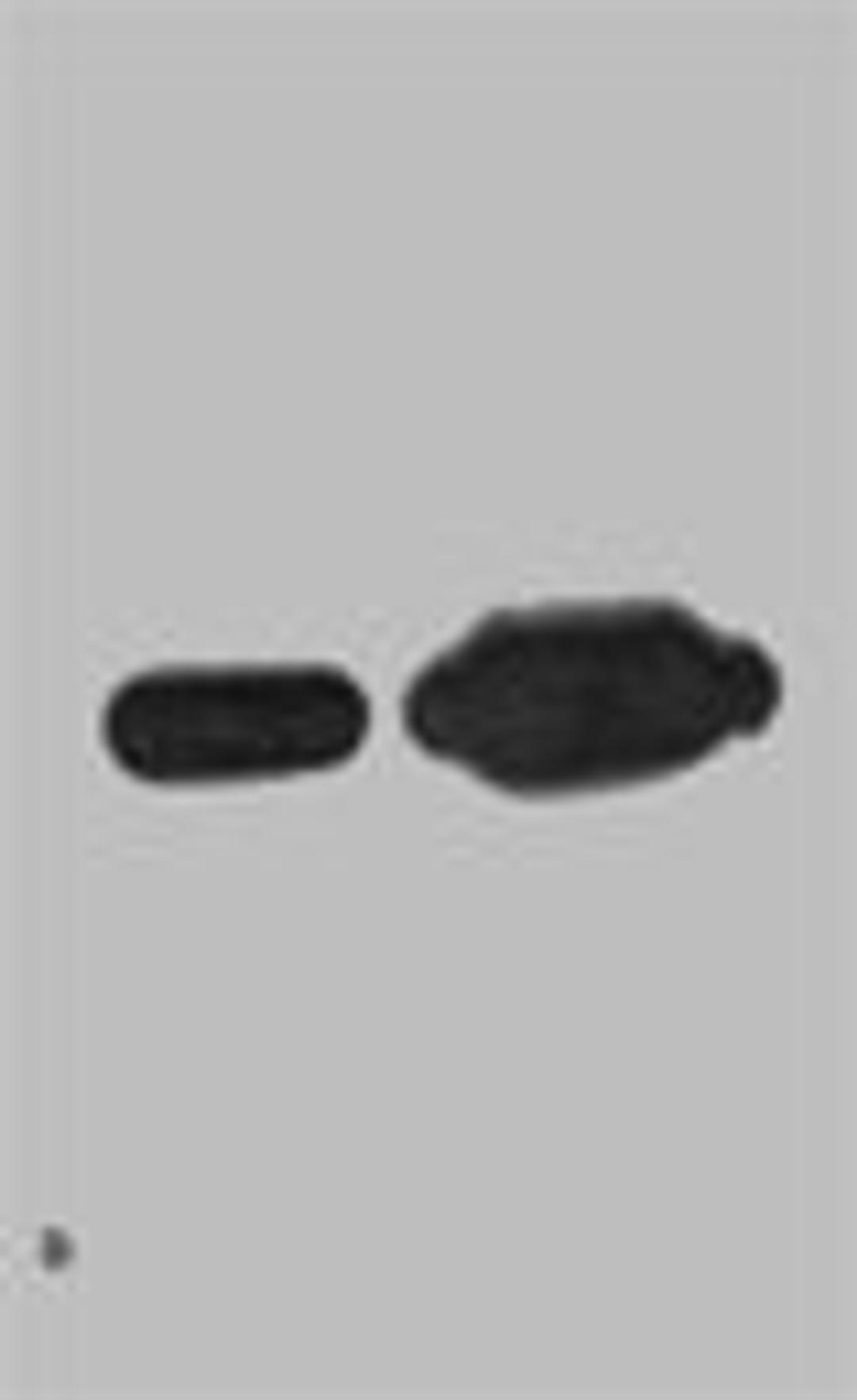 Western blot analysis of Recombinant Nano-Tag9 Protein with Nano-Tag9 Mouse mAb diluted at 1)1:10,000；2)1:5,000