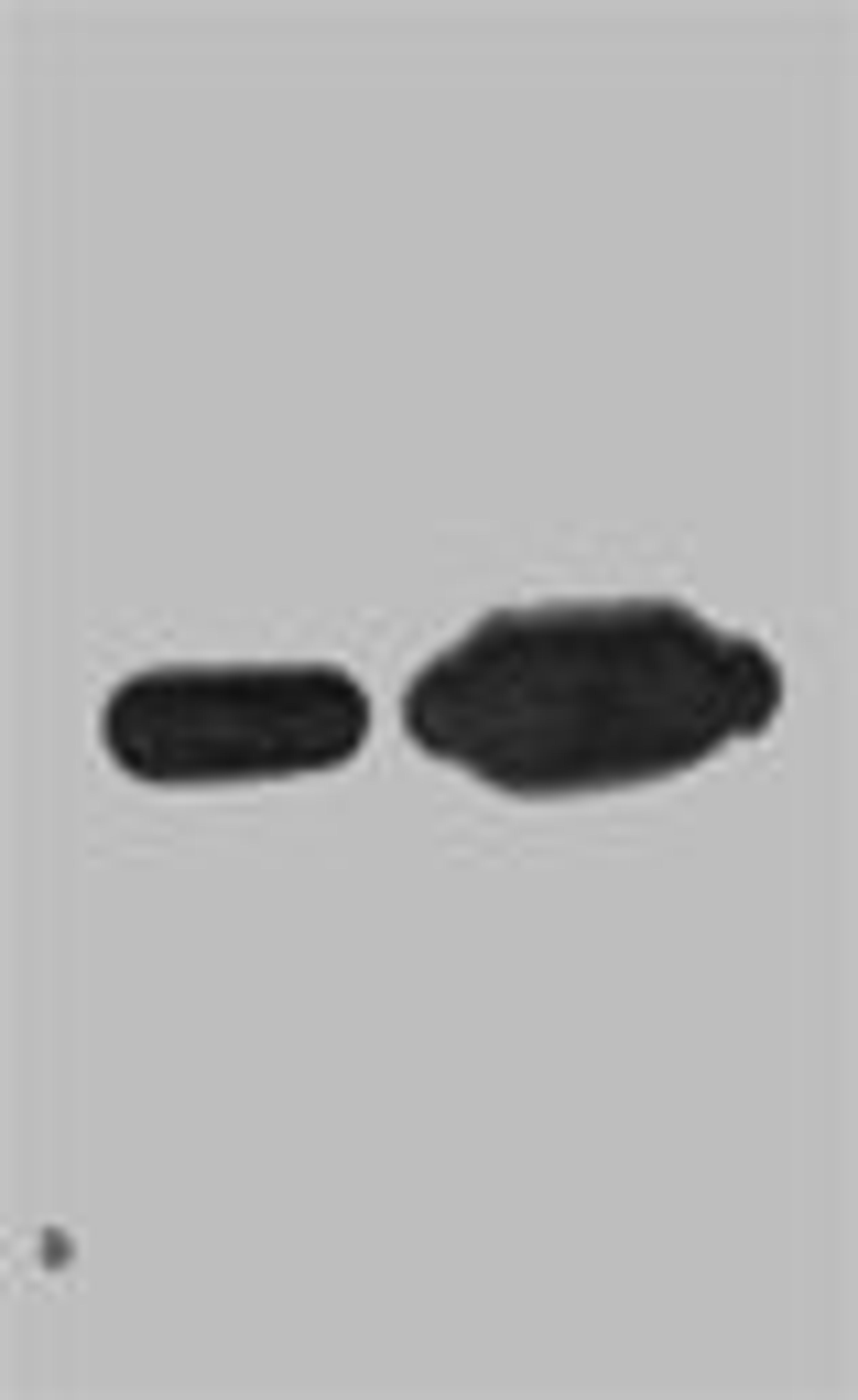 Western blot analysis of Recombinant Nano-Tag9 Protein with Nano-Tag9 Mouse mAb diluted at 1)1:10,000；2)1:5,000