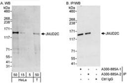 Detection of human JMJD2C by western blot and immunoprecipitation.