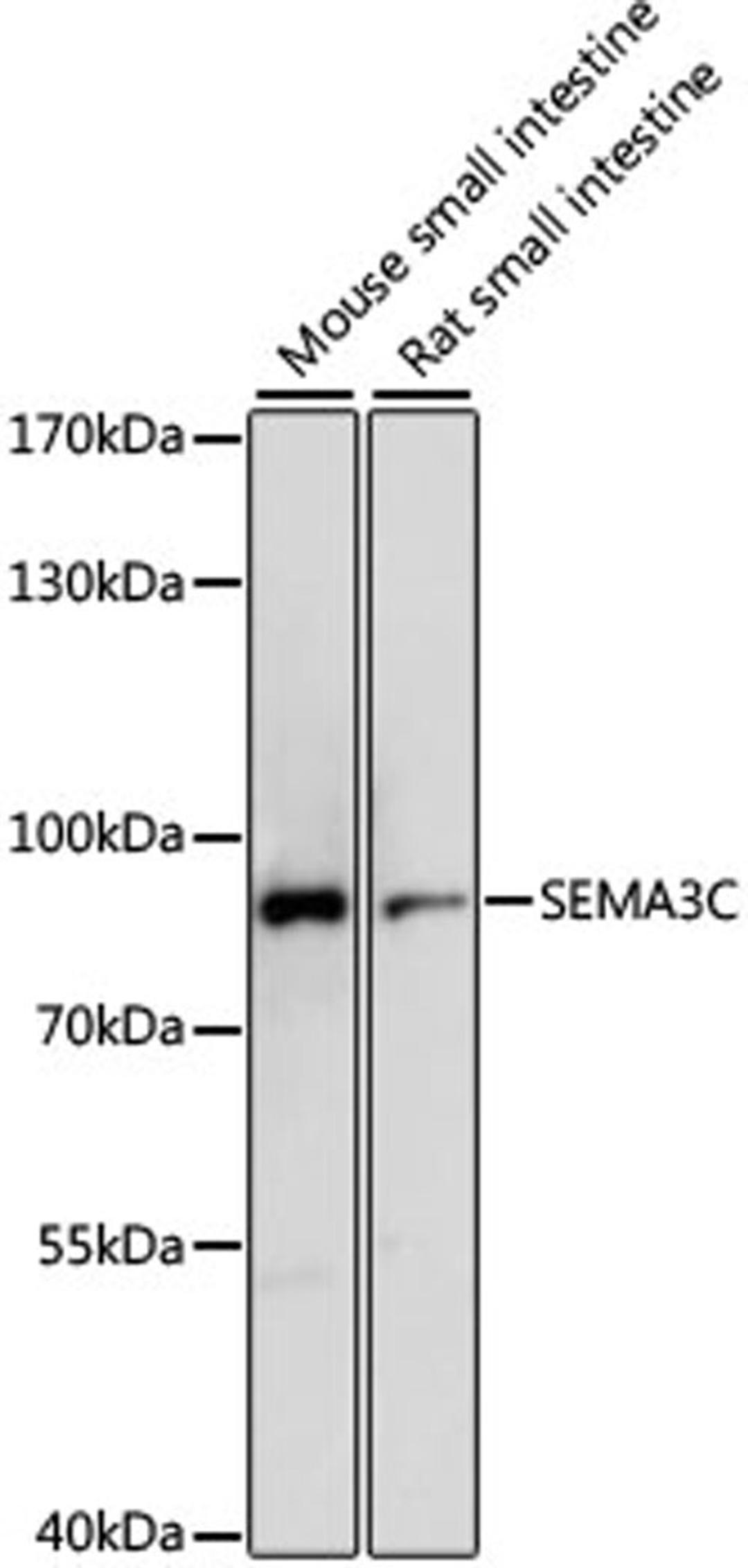 Western blot - SEMA3C antibody (A15386)