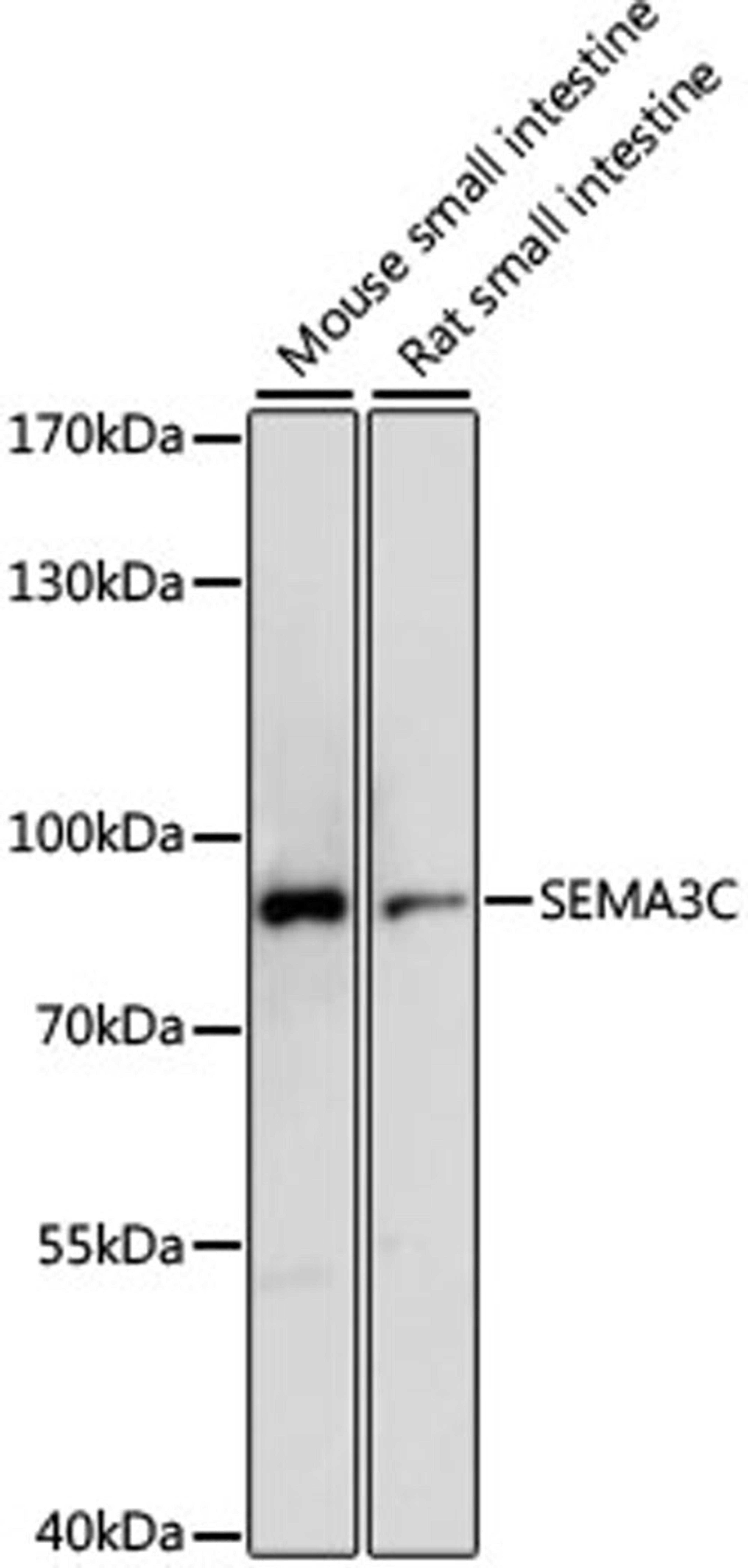 Western blot - SEMA3C antibody (A15386)