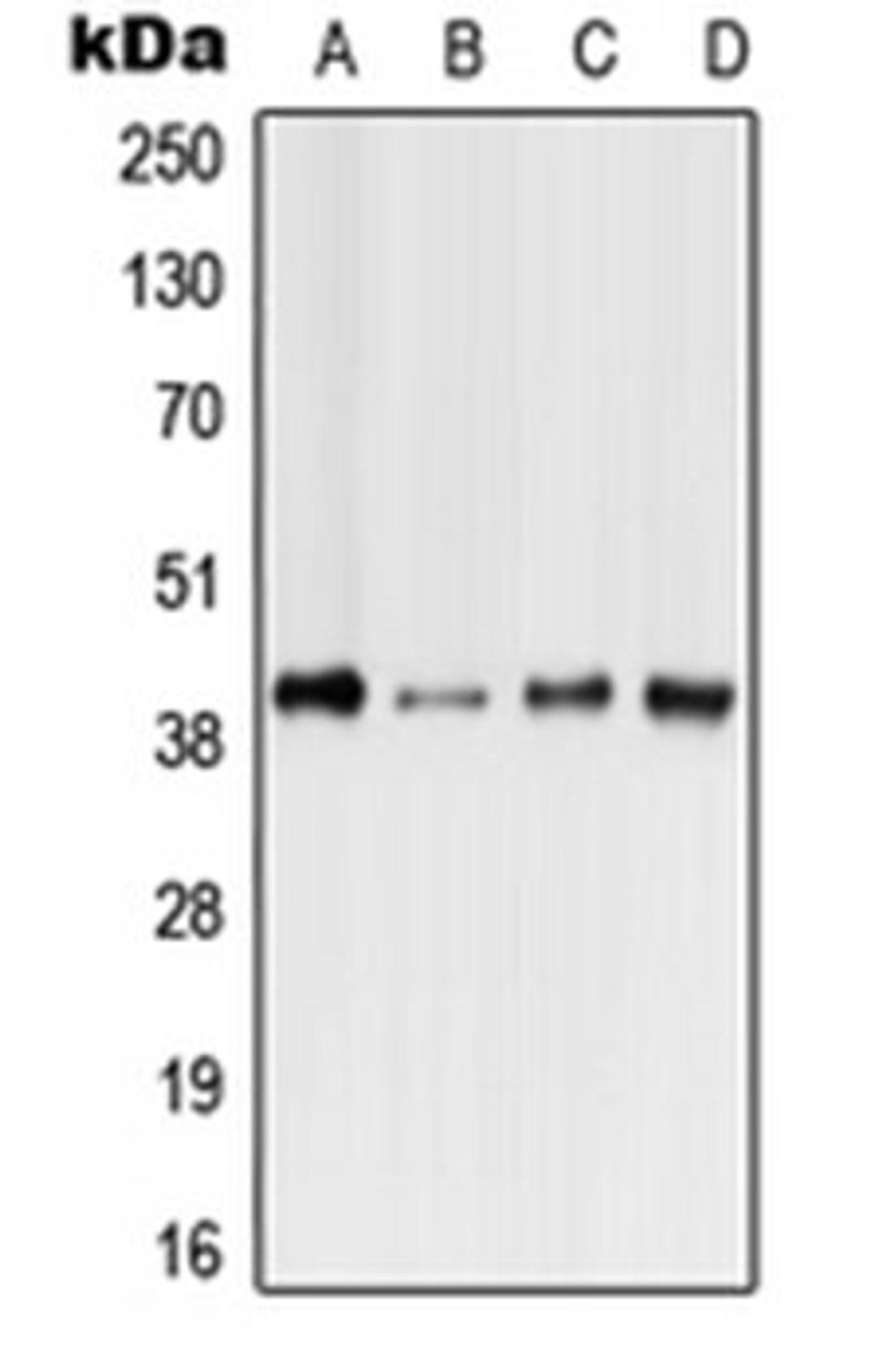 Western blot analysis of HeLa (Lane 1), Raw264.7 (Lane 2), H9C2 (Lane 3), rat Liver (Lane 4) whole cell lysates using FFAR3 antibody