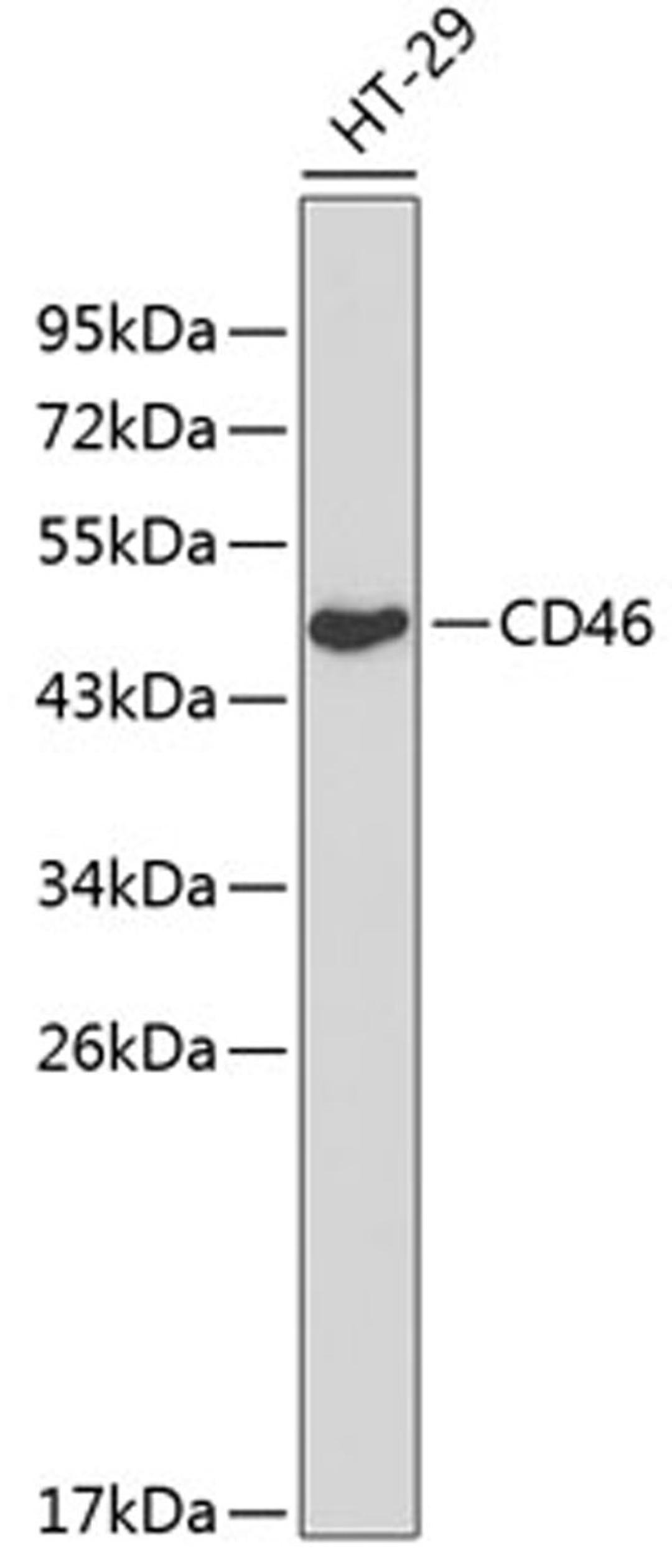 Western blot - CD46 antibody (A13515)