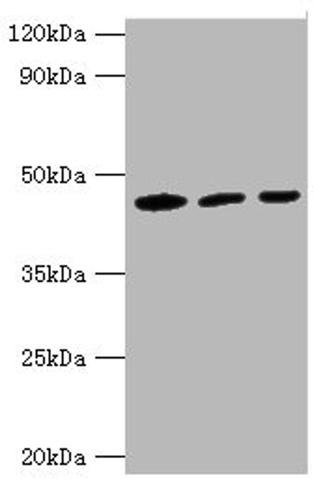 Western blot. All lanes: IDH1 antibody at 3µg/ml. Lane 1: Mouse liver tissue. Lane 2: Hela whole cell lysate. Lane 3: NIH/3T3 whloe cell lysate. Secondary. Goat polyclonal to rabbit at 1/10000 dilution. Predicted band size: 47 kDa. Observed band size: 47 kDa