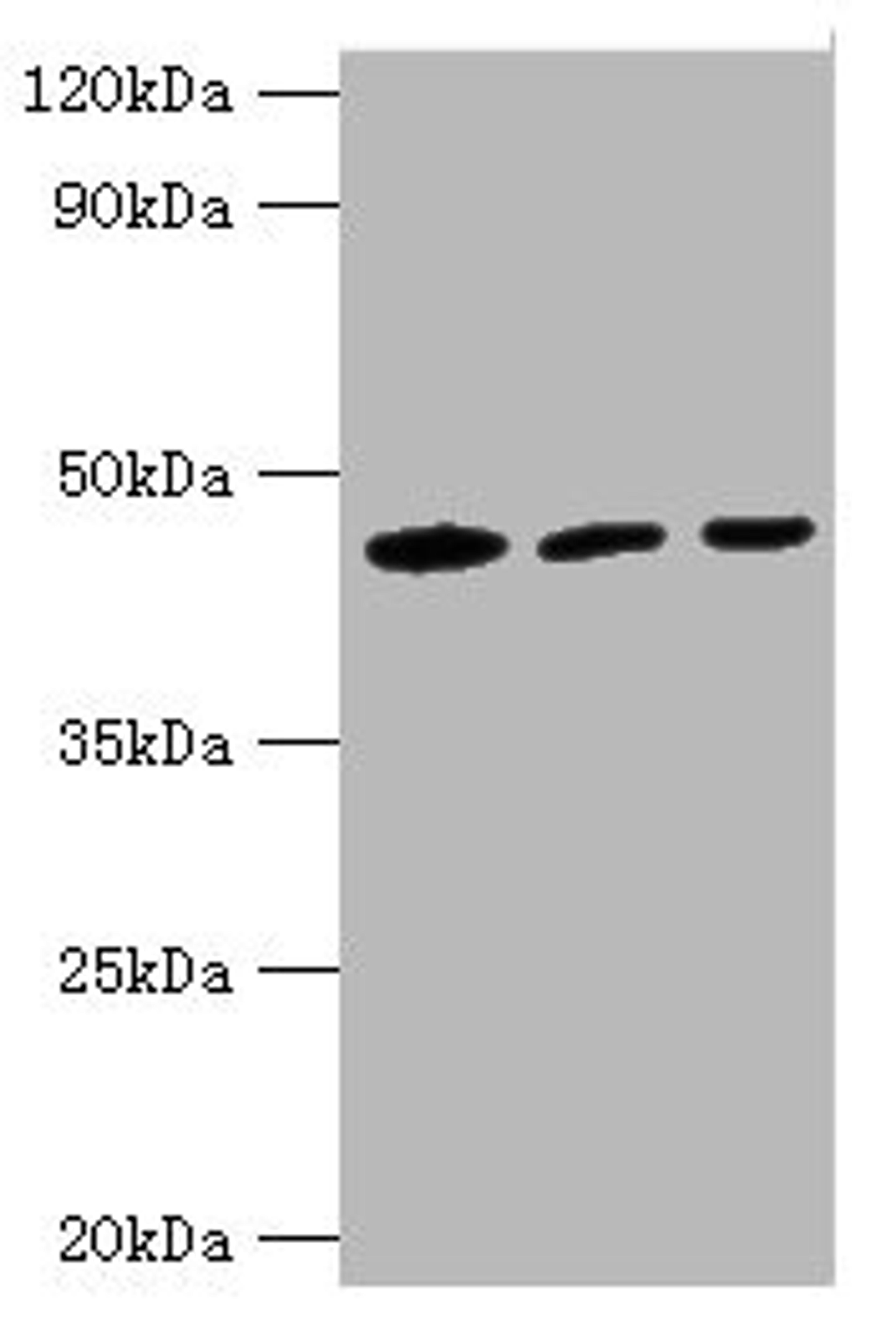 Western blot. All lanes: IDH1 antibody at 3µg/ml. Lane 1: Mouse liver tissue. Lane 2: Hela whole cell lysate. Lane 3: NIH/3T3 whloe cell lysate. Secondary. Goat polyclonal to rabbit at 1/10000 dilution. Predicted band size: 47 kDa. Observed band size: 47 kDa
