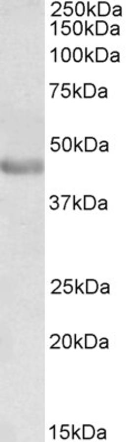 46-138 (0.3ug/ml) staining of Human Duodenum lysate (35ug protein in RIPA buffer). Detected by chemiluminescence.