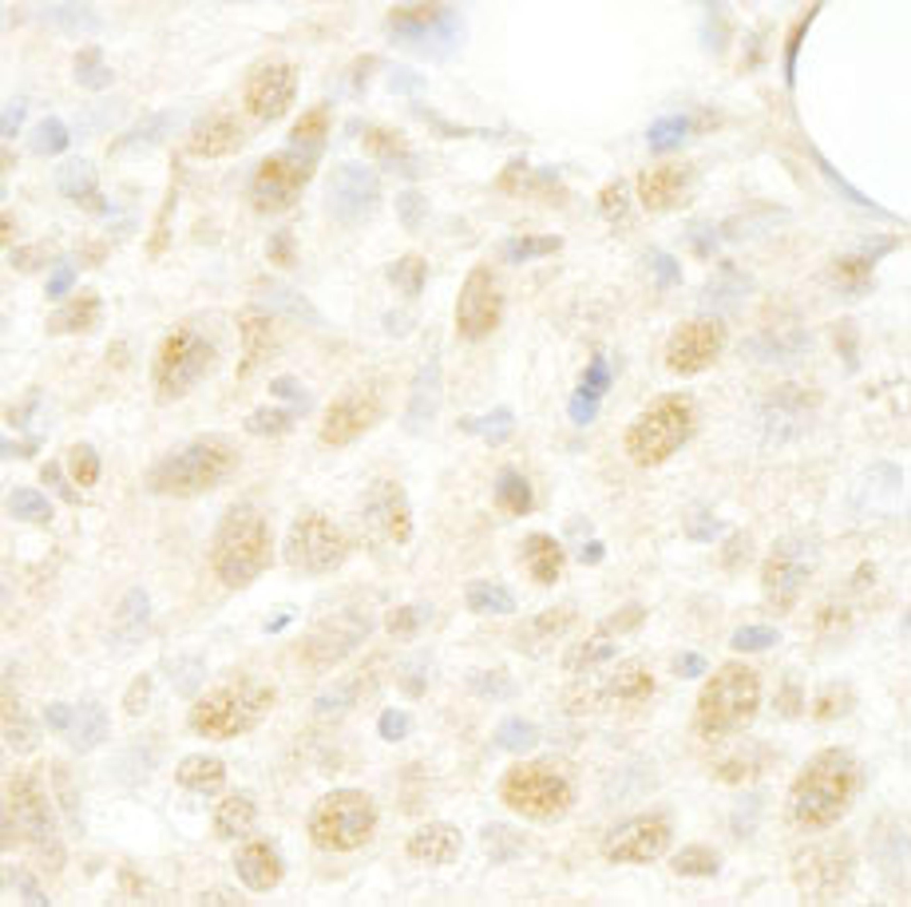 Detection of mouse CROP/Luc7A by immunohistochemistry.