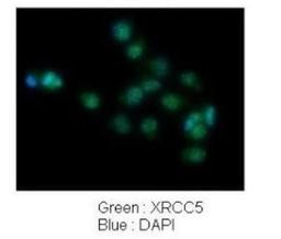 Immunocytochemistry/Immunofluorescence: Ku80/XRCC5 Antibody [NBP1-56408] - Human lung adenocarcinoma cell line A549.