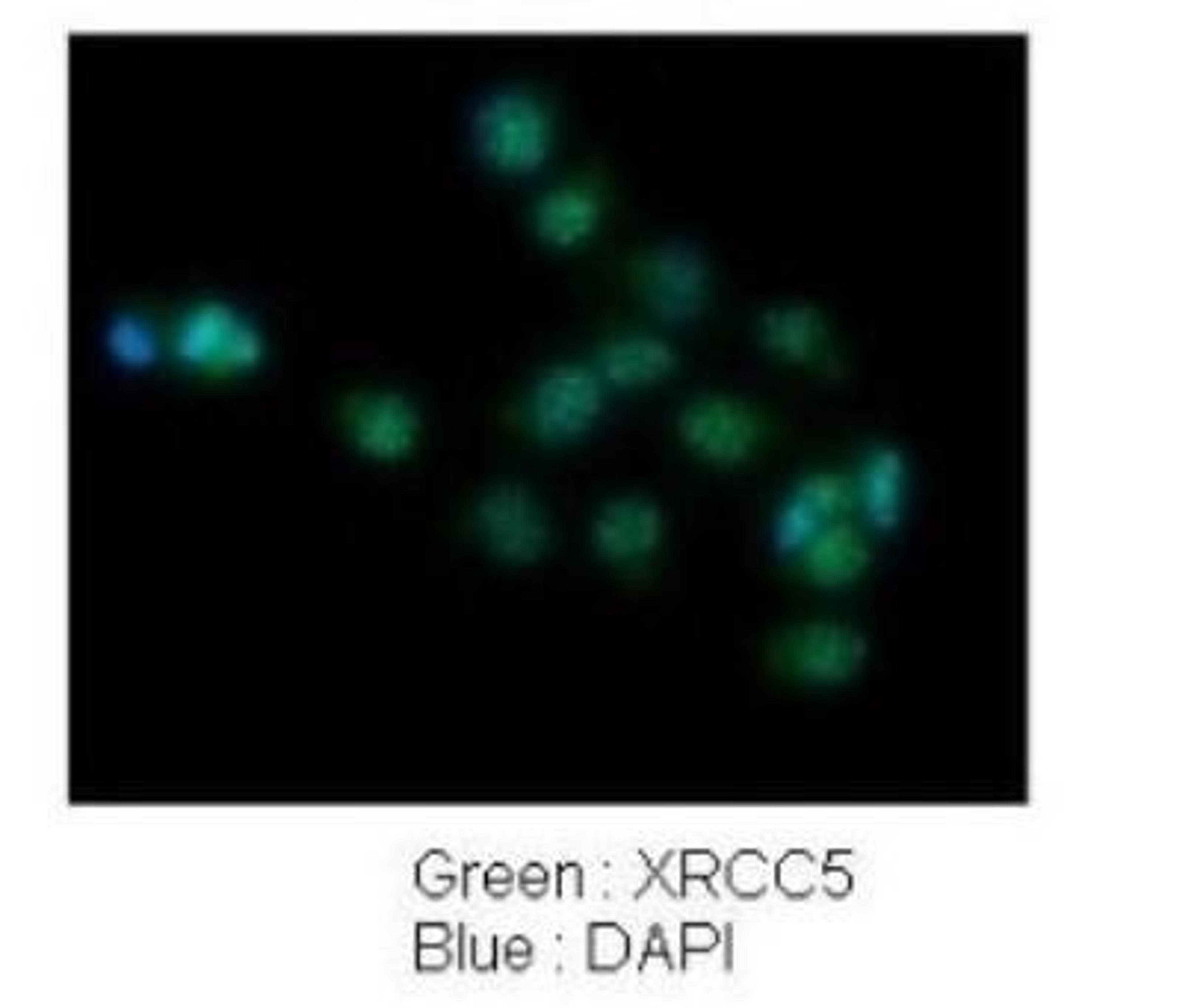 Immunocytochemistry/Immunofluorescence: Ku80/XRCC5 Antibody [NBP1-56408] - Human lung adenocarcinoma cell line A549.