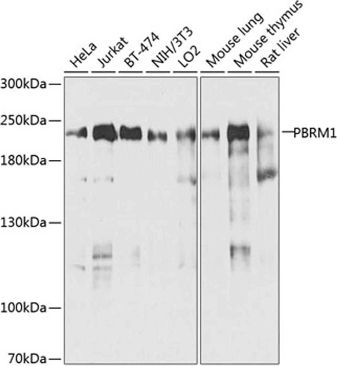 Western blot - PBRM1 antibody (A9878)