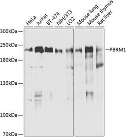 Western blot - PBRM1 antibody (A9878)