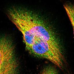 Immunocytochemistry/ Immunofluorescence: SEC31A Antibody [NBP1-89301] -  Staining of human cell line U-251MG shows positivity in cytoplasm & vesicles.