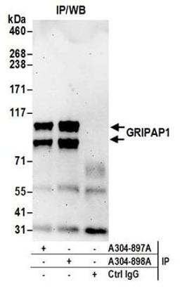 Detection of human GRIPAP1 by western blot of immunoprecipitates.