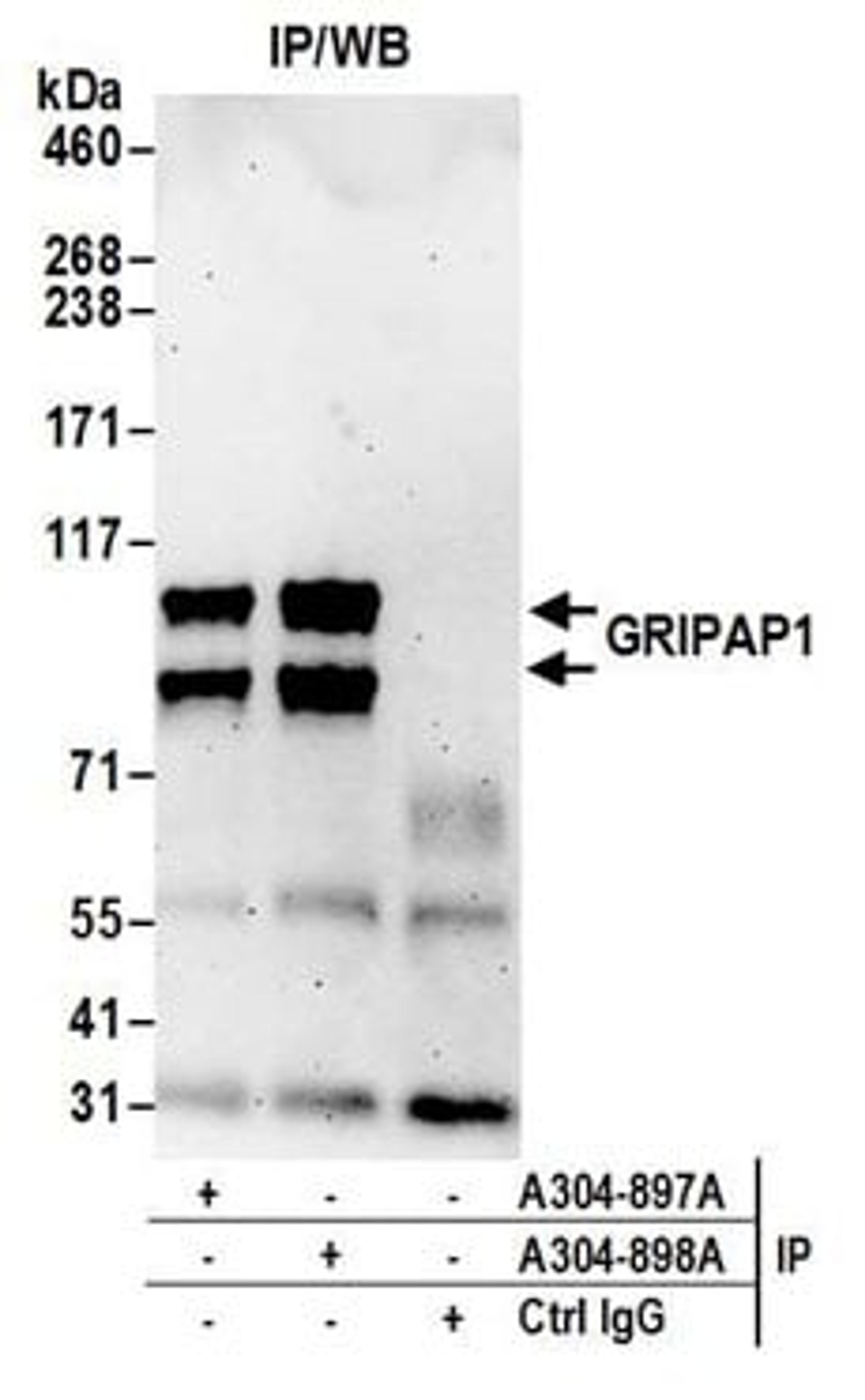 Detection of human GRIPAP1 by western blot of immunoprecipitates.