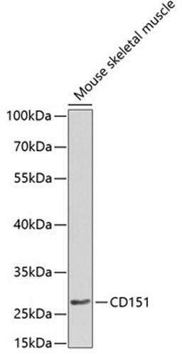 Western blot - CD151 Antibody (A1930)