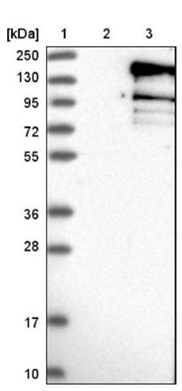 Western Blot: Niban Antibody [NBP1-88338] - Lane 1: Marker [kDa] 250, 130, 95, 72, 55, 36, 28, 17, 10<br/>Lane 2: Negative control (vector only transfected HEK293T lysate)<br/>Lane 3: Over-expression lysate (Co-expressed with a C-terminal myc-DDK tag (~3.1 kDa) in mammalian HEK293T cells, LY409367)