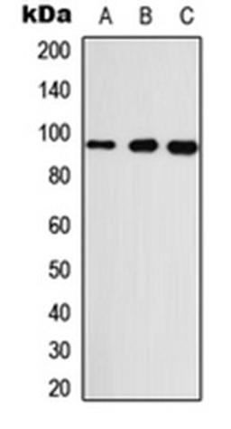 Western blot analysis of A549 (Lane 1), Raw264.7 (Lane 2), H9C2 (Lane 3) whole cell lysates using GASP2 antibody