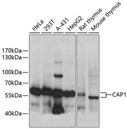 Western blot - CAP1 antibody (A14577)