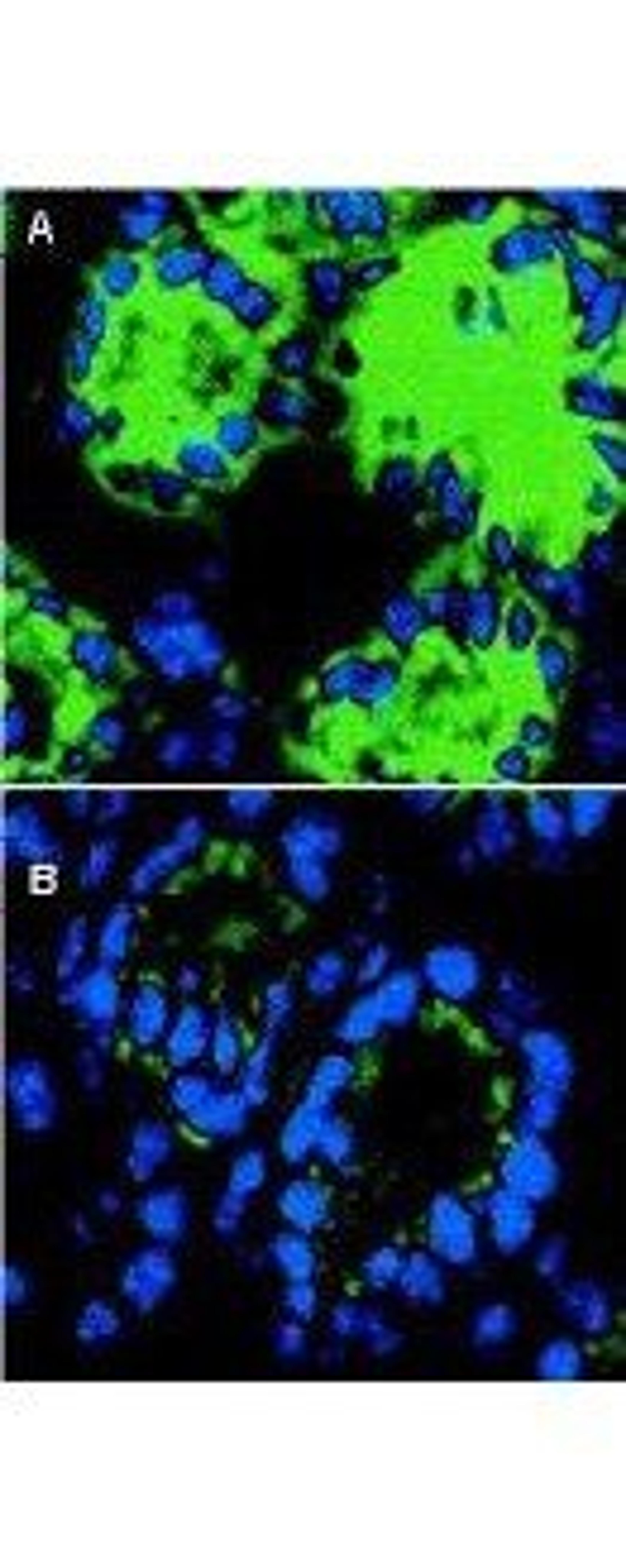 Immunofluorescence analysis of mouse colon sections using Mouse IL-18 antibody