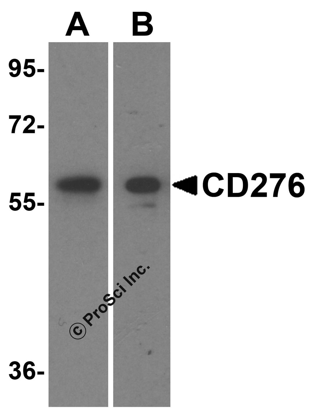 Western blot analysis of CD276 in (A) human spleen and (B) mouse spleen tissue lysate with CD276 antibody at 0.5 μg/mL.