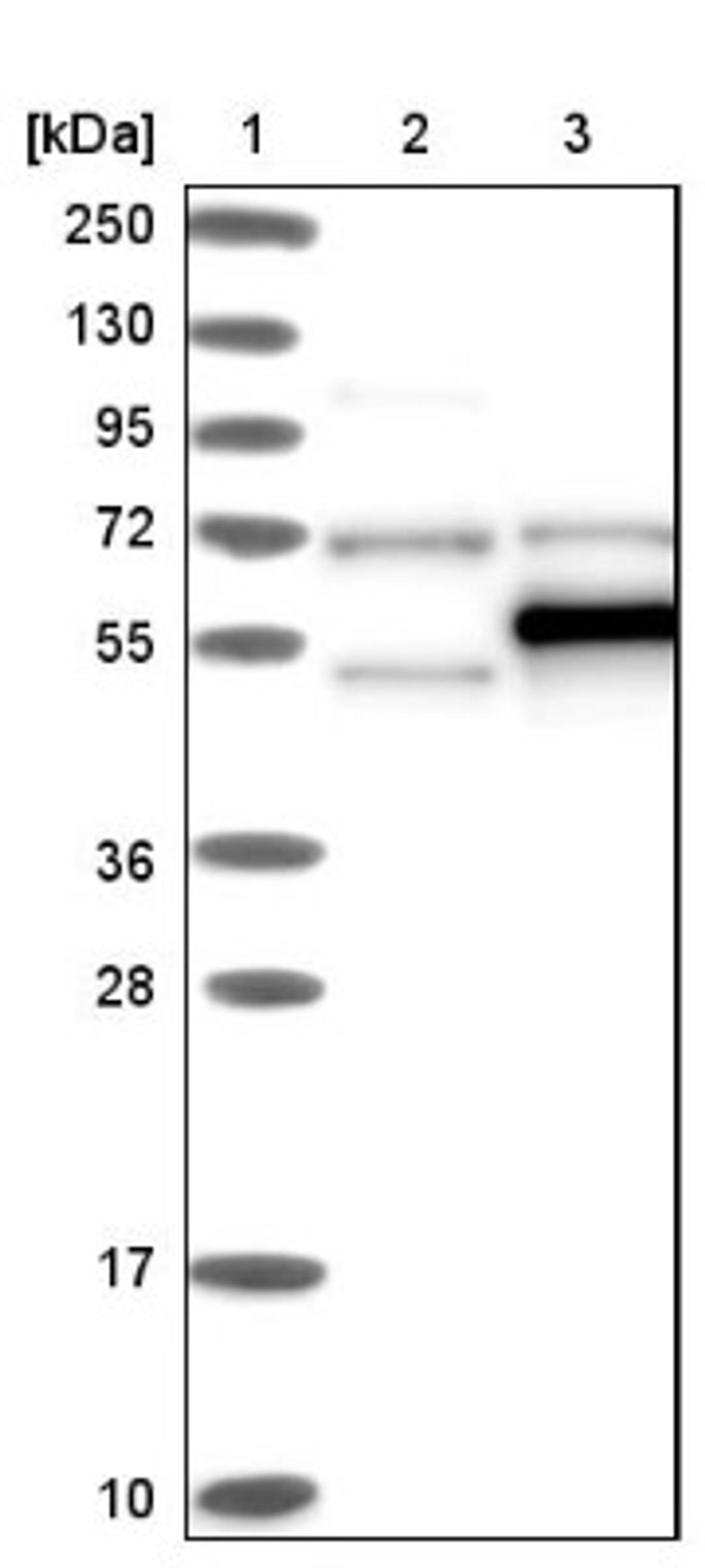 Western Blot: TRMT5 Antibody [NBP1-82909] - Lane 1: Marker [kDa] 250, 130, 95, 72, 55, 36, 28, 17, 10<br/>Lane 2: Negative control (vector only transfected HEK293T lysate)<br/>Lane 3: Over-expression lysate (Co-expressed with a C-terminal myc-DDK tag (~3.1 kDa) in mammalian HEK293T cells, LY412281)