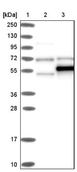 Western Blot: TRMT5 Antibody [NBP1-82909] - Lane 1: Marker [kDa] 250, 130, 95, 72, 55, 36, 28, 17, 10<br/>Lane 2: Negative control (vector only transfected HEK293T lysate)<br/>Lane 3: Over-expression lysate (Co-expressed with a C-terminal myc-DDK tag (~3.1 kDa) in mammalian HEK293T cells, LY412281)