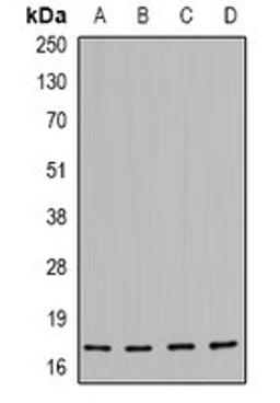 Western blot analysis of MCF7 (Lane1), HEK293 (Lane2), NIH3T3 (Lane3), H9C2 (Lane4) whole cell lysates using HSPB6 antibody