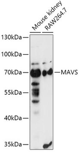 Western blot - MAVS antibody (A5764)