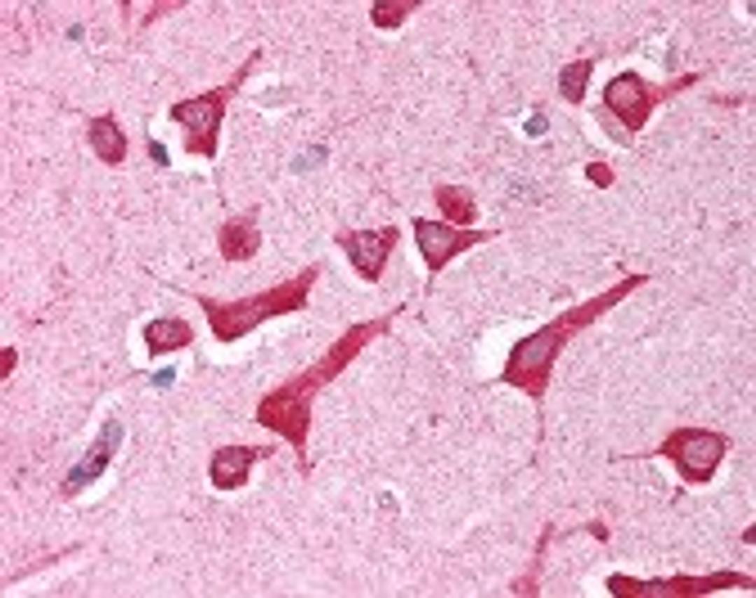 Immunohistochemistry staining of Caspase-12 in brain cortex tissue using Caspase-12 Antibody.