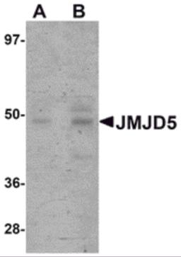 Western blot analysis of JMJD5 in human liver tissue lysate with JMJD5 antibody at (A) 1 and (B) 2 μg/mL.