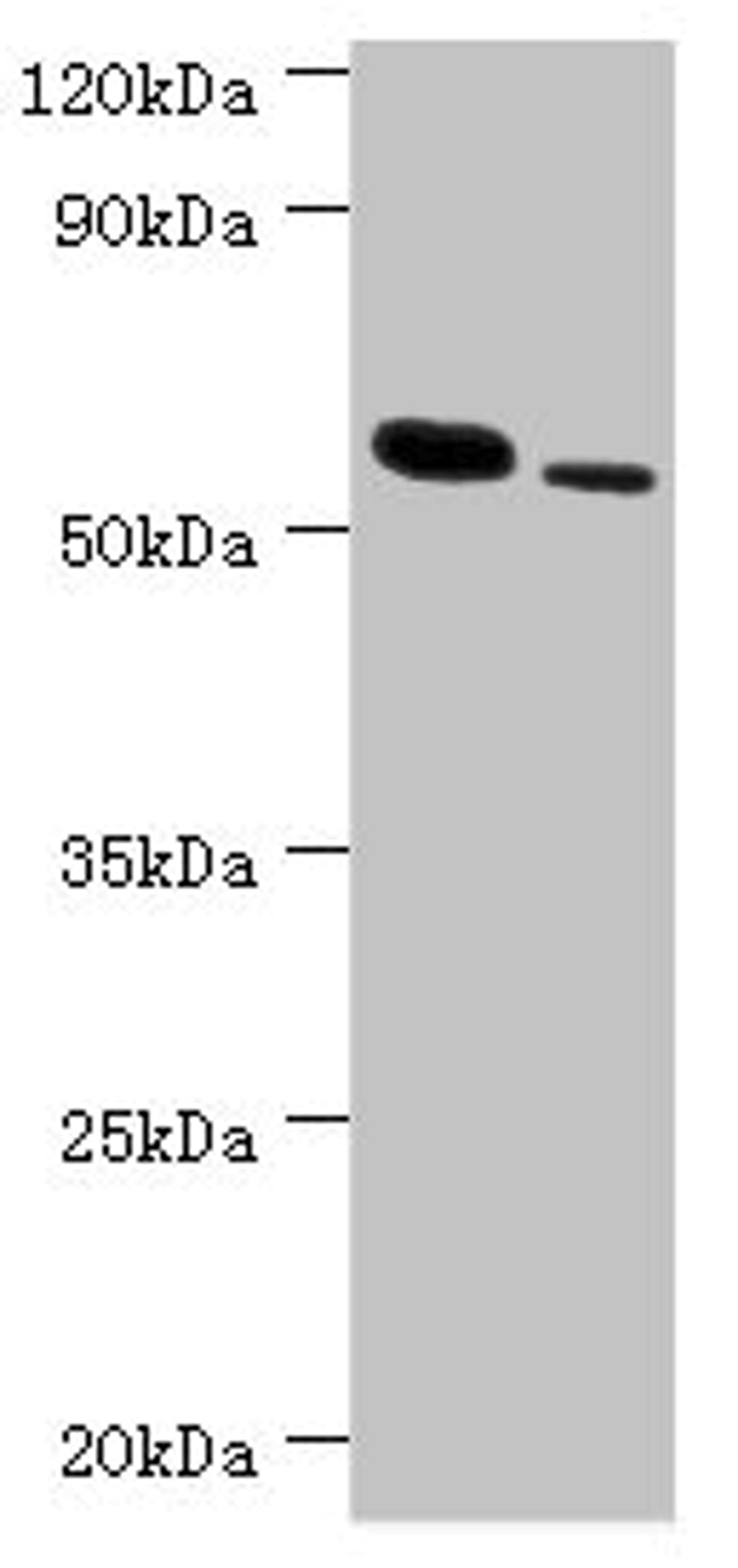 Western blot. All lanes: RNF8 antibody at 11µg/ml. Lane 1: Hela whole cell lysate. Lane 2: 293T whole cell lysate. Secondary. Goat polyclonal to rabbit IgG at 1/10000 dilution. Predicted band size: 56, 11, 51 kDa. Observed band size: 56 kDa