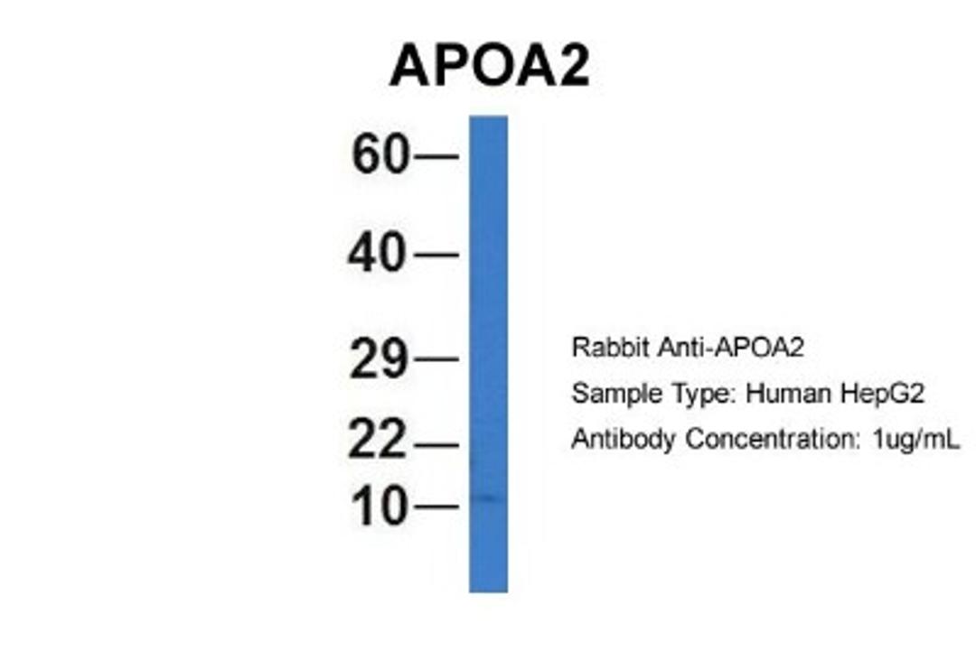 Western Blot: Apolipoprotein A-II/ApoA2 Antibody [NBP1-57716] - Human HepG2, Antibody Dilution: 1.0 ug/ml APOA2 is strongly supported by BioGPS gene expression data to be expressed in Human HepG2 cells.