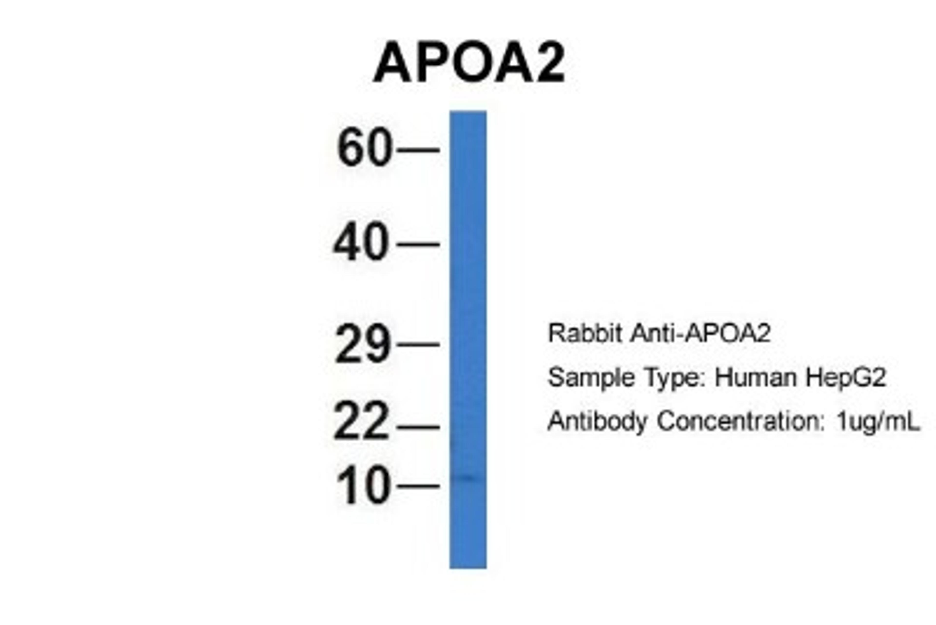 Western Blot: Apolipoprotein A-II/ApoA2 Antibody [NBP1-57716] - Human HepG2, Antibody Dilution: 1.0 ug/ml APOA2 is strongly supported by BioGPS gene expression data to be expressed in Human HepG2 cells.