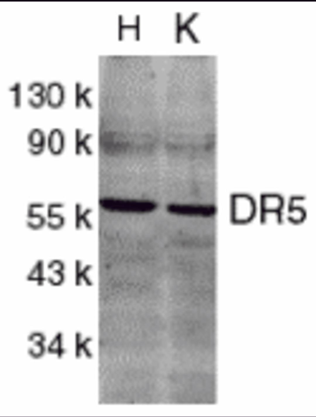 Western blot analysis of DR5 in HeLa (H) and K562 (K) cell lysates with DR5 antibody at 2 μg/mL.