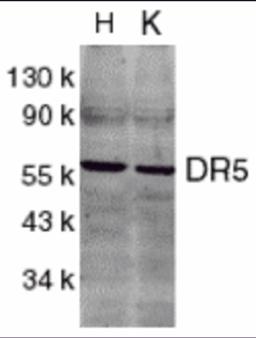 Western blot analysis of DR5 in HeLa (H) and K562 (K) cell lysates with DR5 antibody at 2 μg/mL.