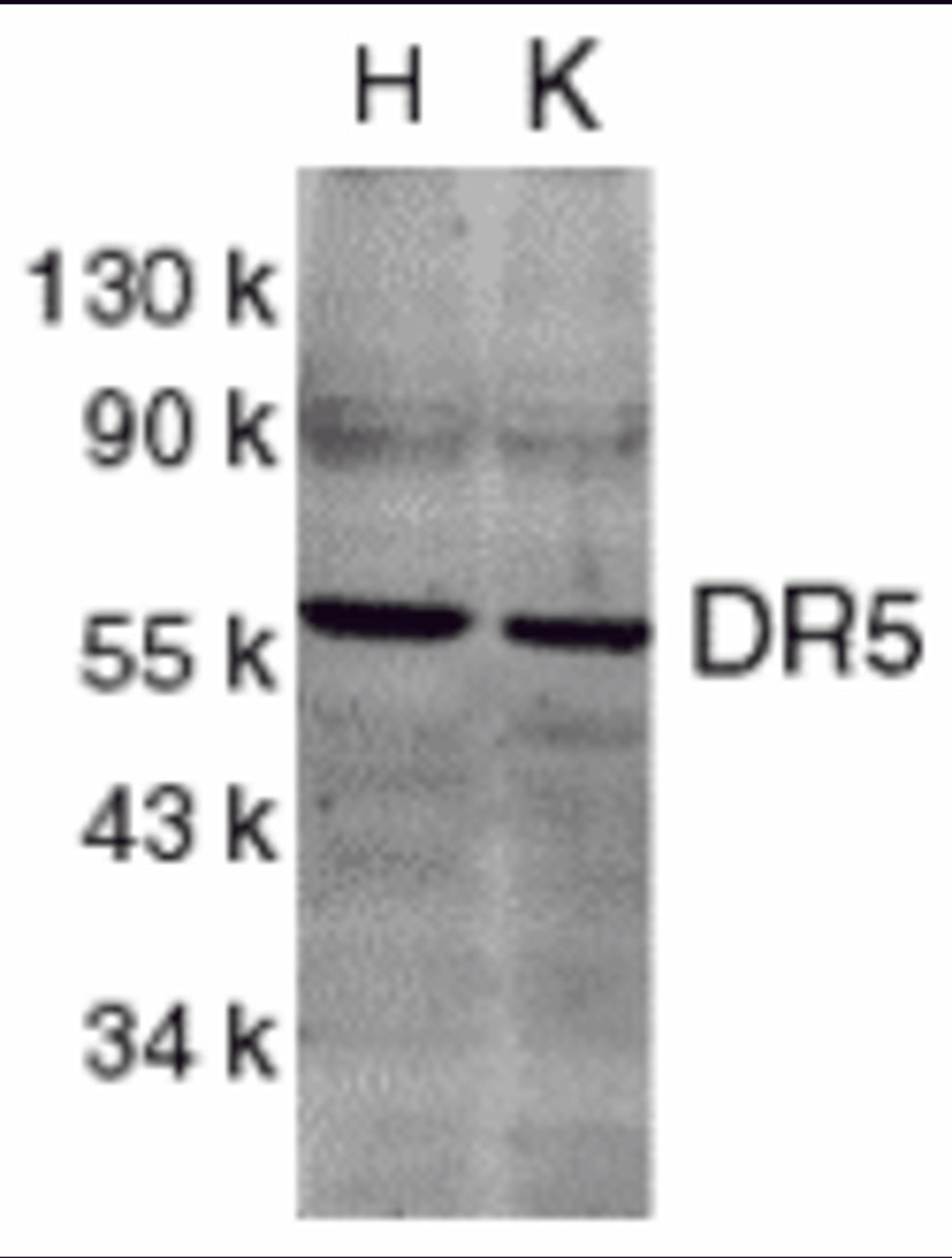 Western blot analysis of DR5 in HeLa (H) and K562 (K) cell lysates with DR5 antibody at 2 μg/mL.