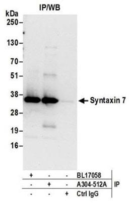 Detection of human Syntaxin 7 by western blot of immunoprecipitates.