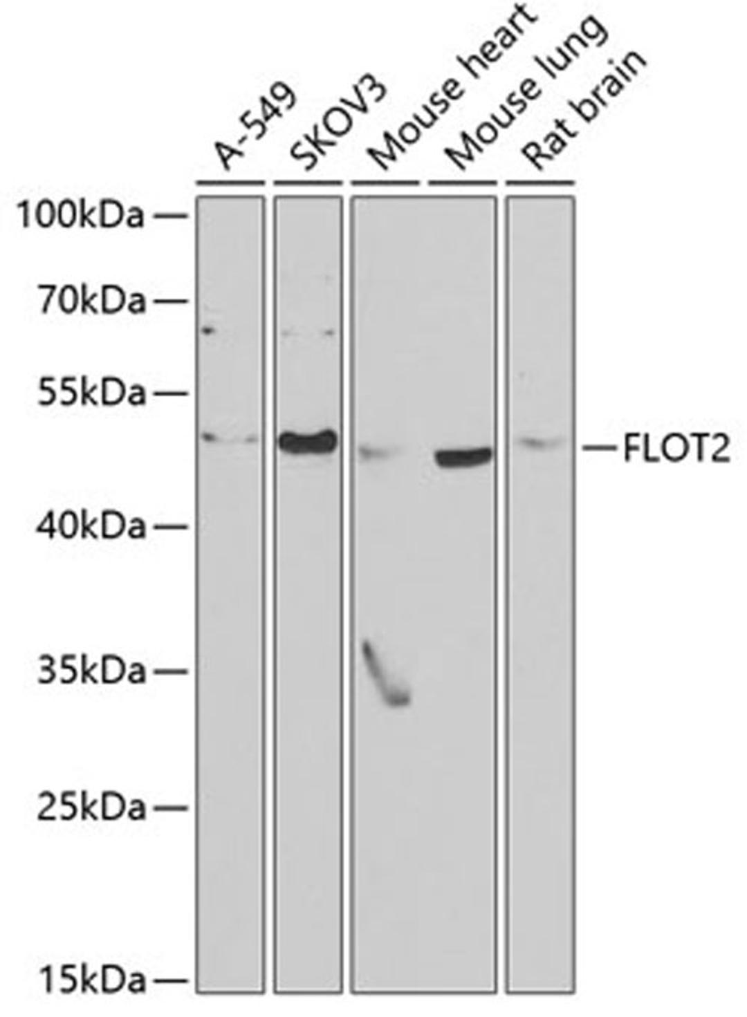 Western blot - FLOT2 antibody (A6590)