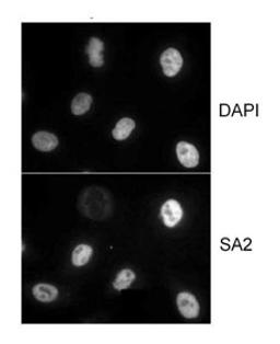 Localization of human SA2.