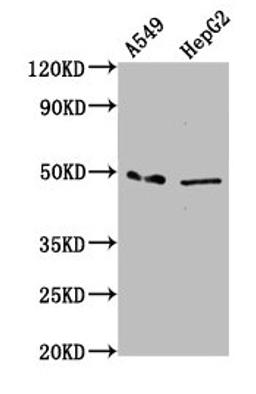 Western Blot. Positive WB detected in: A549 whole cell lysate, HepG2 whole cell lysate. All lanes: MFSD4A antibody at 3.38µg/ml. Secondary. Goat polyclonal to rabbit IgG at 1/50000 dilution. Predicted band size: 57, 47 kDa. Observed band size: 47 kDa