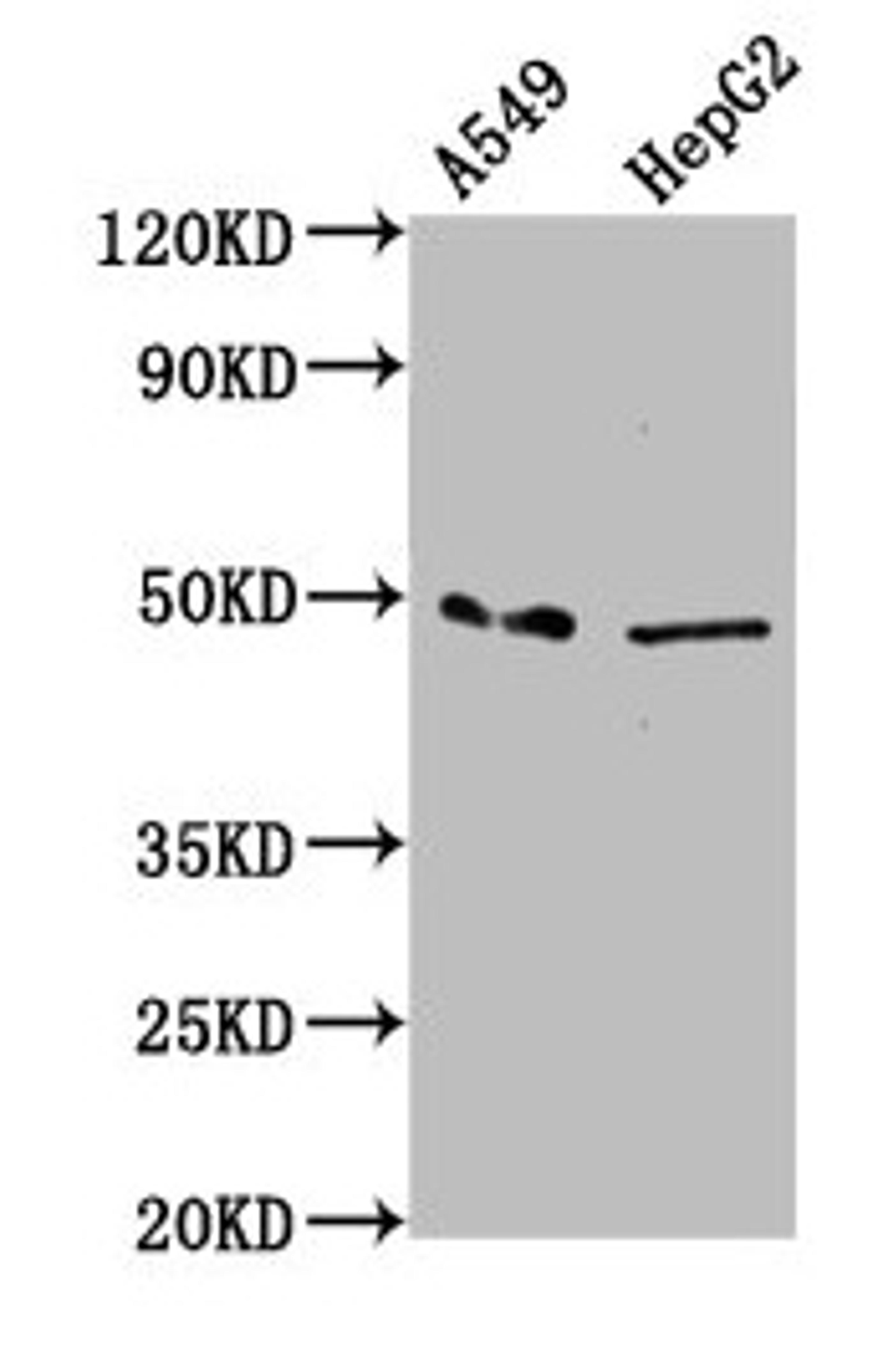 Western Blot. Positive WB detected in: A549 whole cell lysate, HepG2 whole cell lysate. All lanes: MFSD4A antibody at 3.38µg/ml. Secondary. Goat polyclonal to rabbit IgG at 1/50000 dilution. Predicted band size: 57, 47 kDa. Observed band size: 47 kDa