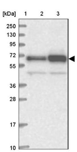 Western Blot: ATE1 Antibody [NBP1-85872] - Lane 1: Marker [kDa] 250, 130, 95, 72, 55, 36, 28, 17, 10<br/>Lane 2: Human cell line RT-4<br/>Lane 3: Human cell line U-251MG sp