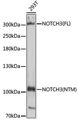 Western blot - NOTCH3 antibody (A3115)