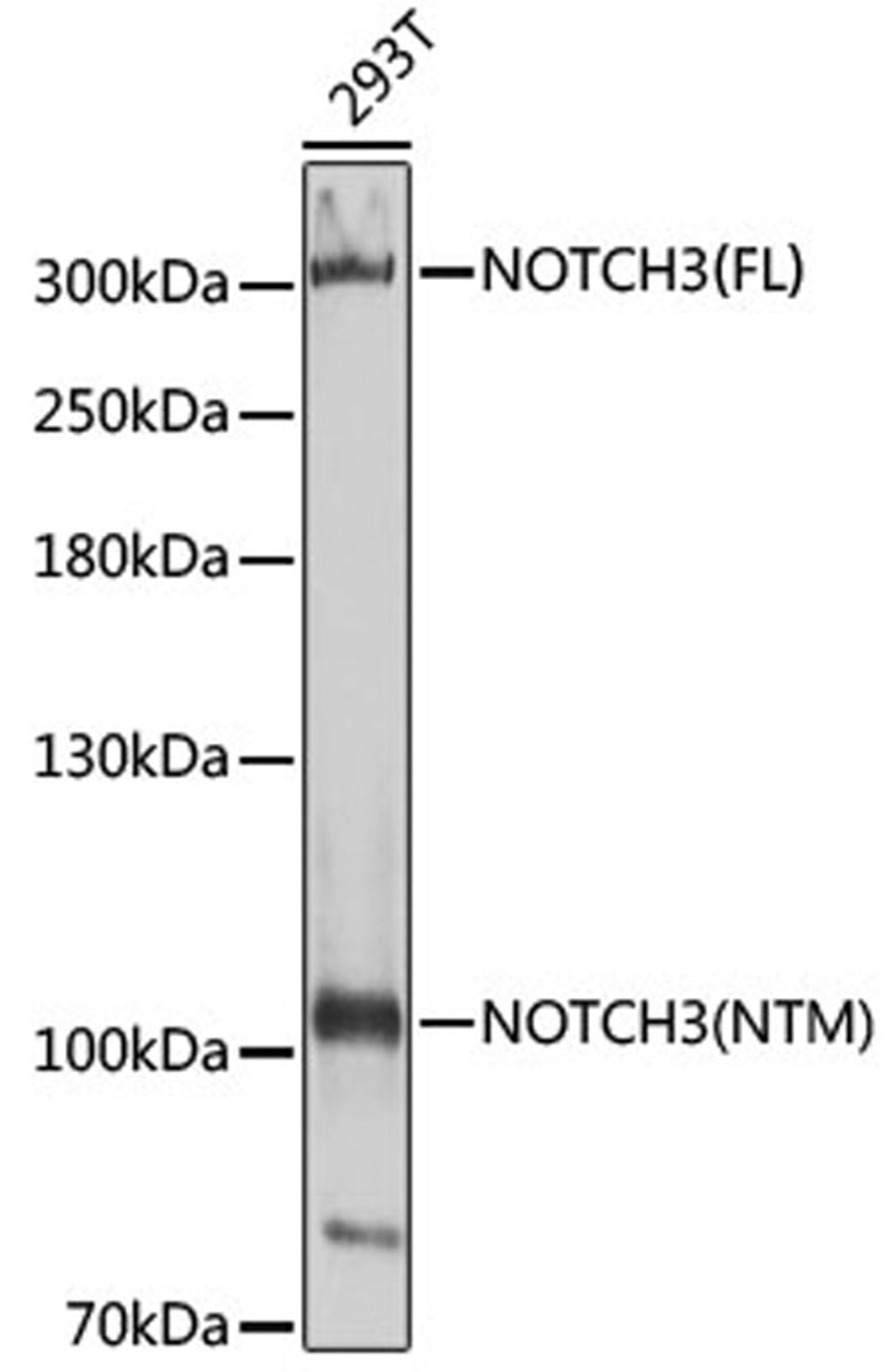 Western blot - NOTCH3 antibody (A3115)