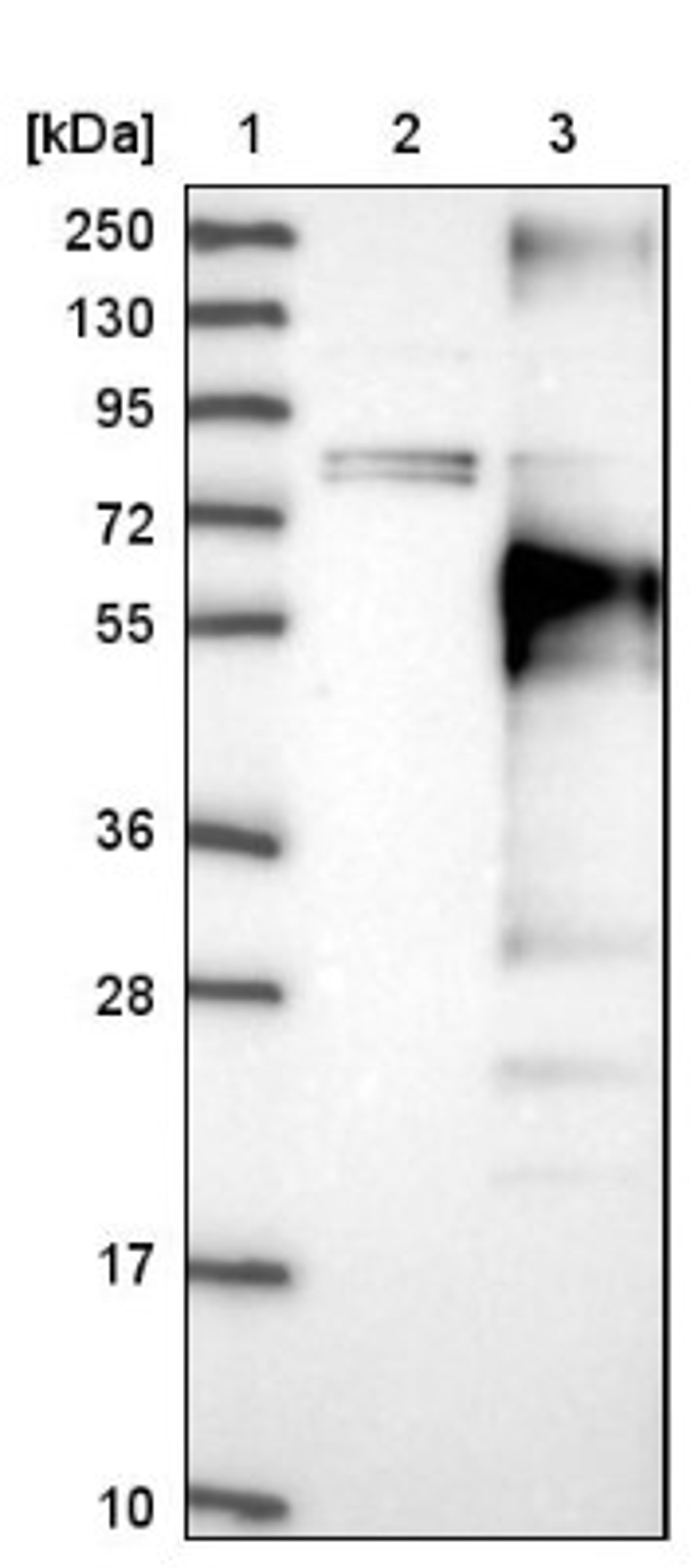 Western Blot: PROCA1 Antibody [NBP1-82697] - Lane 1: Marker [kDa] 250, 130, 95, 72, 55, 36, 28, 17, 10<br/>Lane 2: Negative control (vector only transfected HEK293T lysate)<br/>Lane 3: Over-expression lysate (Co-expressed with a C-terminal myc-DDK tag (~3.1 kDa) in mammalian HEK293T cells, LY407524)