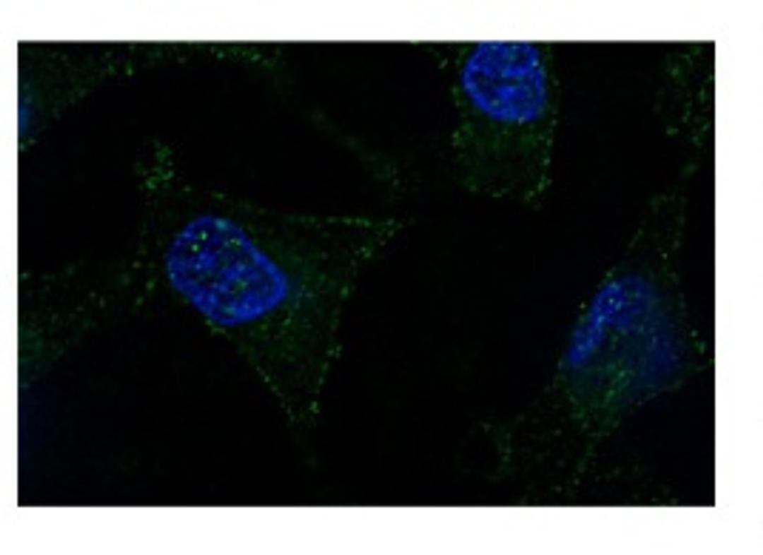 Antibody used in IF on subnuclear bodies.